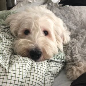 Meet your Posher, Matthew